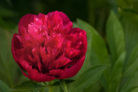 The bright red peony on a background of green leaves. The scattered light has made it possible to capture all the color range pion. Focal Length 330. No post processing and assembly