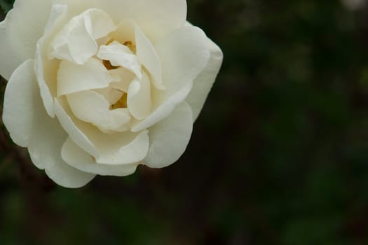 Tea rose, the original "Tea-scented Chinas". In the right part of the image space for text. No post processing and assembly
