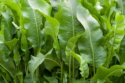 Green vegetation. Image of young shoots. Side sunlight for a division of shadows and highlights