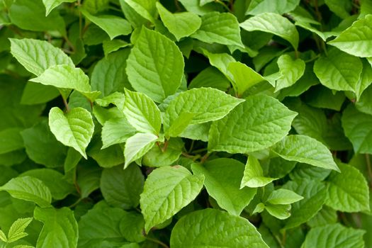 Young green leaves. The concept of nature, health and harmony