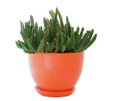 Houseplant isolated on a white background