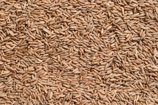 Seeds of rye closeup. Direct sunlight is to emphasize the texture of seed