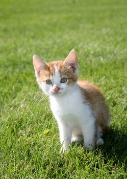 A six year old kitten sitting on lawn
