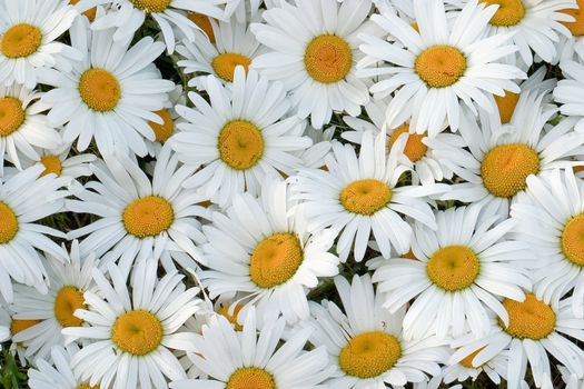 Many daisies closeup, side lighting to show the delicate texture of flowers