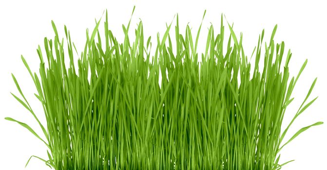 Grass isolated on a white background