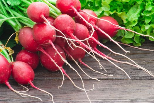 Fresh radishes and lettuce on the table. Large depth of field