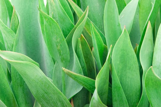 Green young leaves background for the message about health, beauty and youth 