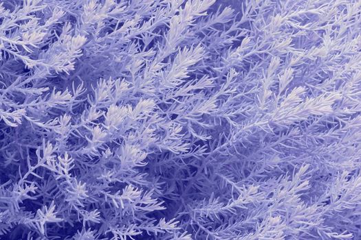 Christmas background, a design element. An image of an unknown plant, tinted in winter colours