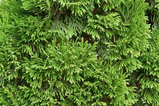 Fluffy needles of a thuja, close up, design element