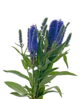 Veronica flowering spikes, isolated on white background.