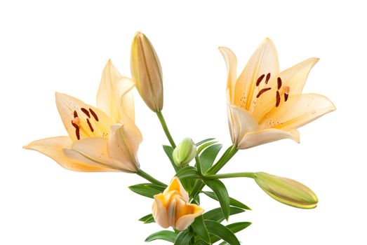 Beautiful yellow lilies isolated on white background.