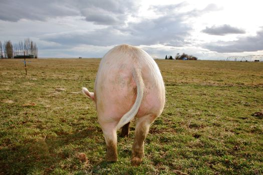 A domestic pig on a farm in Northwest America
