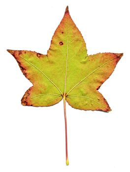 Beautiful autumn maple leaf isolated on white background.