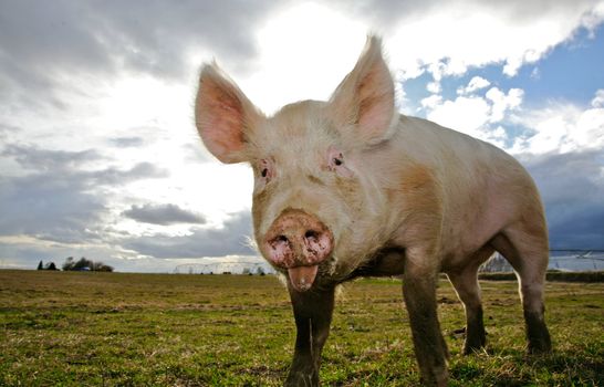 A domestic pig on a farm in Northwest America
