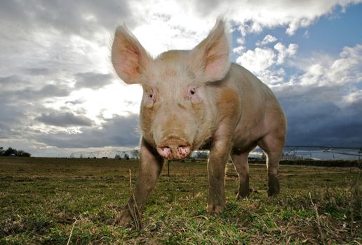 A domestic pig on a farm in Northwest America
