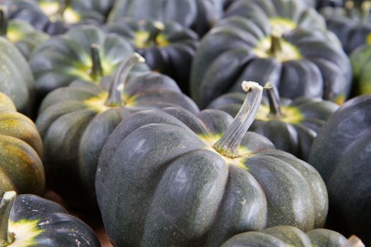 Blue Green Squash with soft focus backround