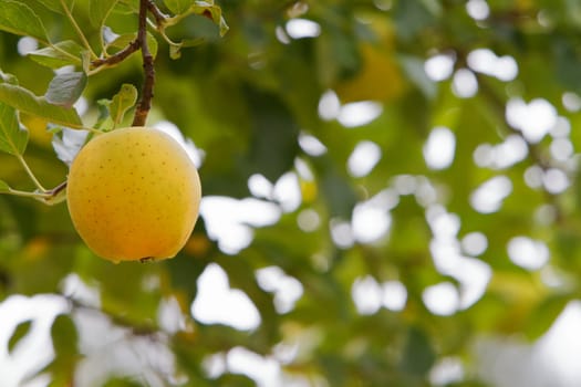 Close up Single Yellow apple on branch with soft focus background