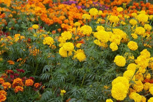 Close up Yellow and Orange Chrysanthemums with green leaves and soft focus background