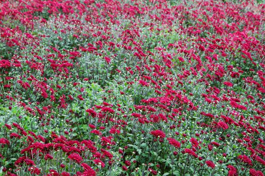 Large field of Burgundy Chrysanthemums with green leaves diminishing to soft focus