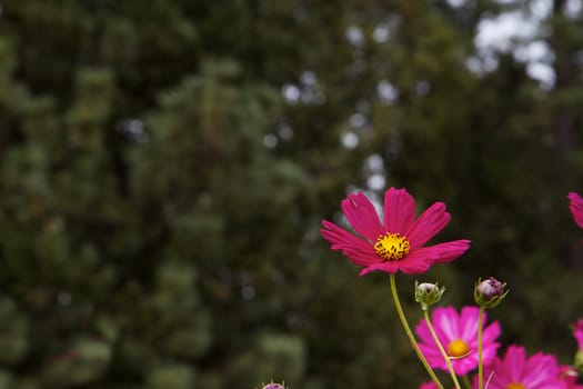 Single Red Cosmos flower with soft focus green tree background