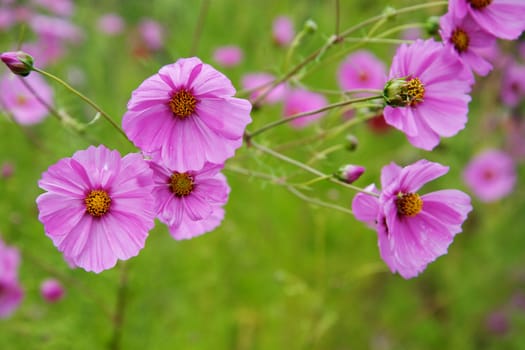 Set of a few Violet cosmos flowers with soft focus green leaved background