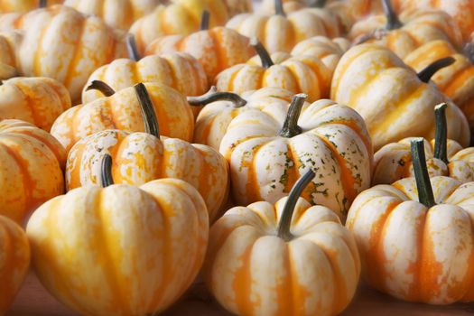 Pile of White Yellow Orange Pumpkin Squash at farmers market