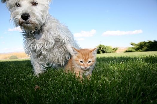 A six week old kitten and a white terrier on lawn
