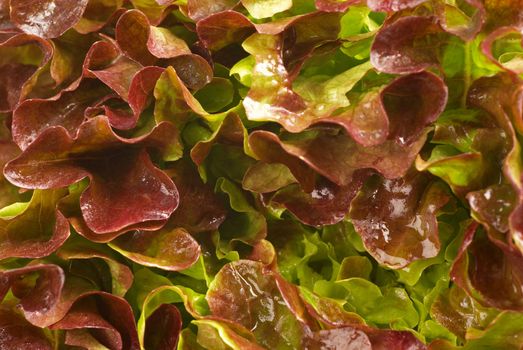 Lollo rosso lettuce closeup, a food background