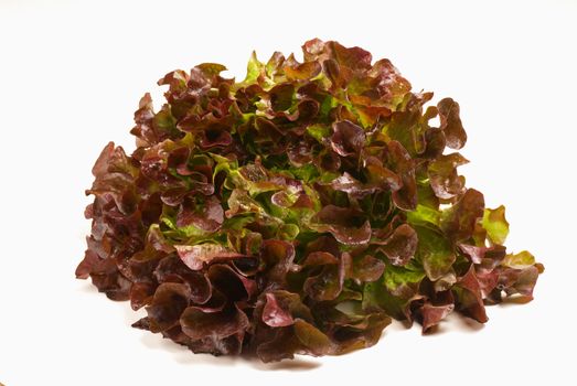 A whole lollo rosso lettuce isolated on white