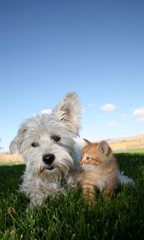 A six week old kitten and a white terrier on lawn
