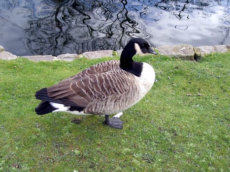 Duck on the grass in a meadow near a pond