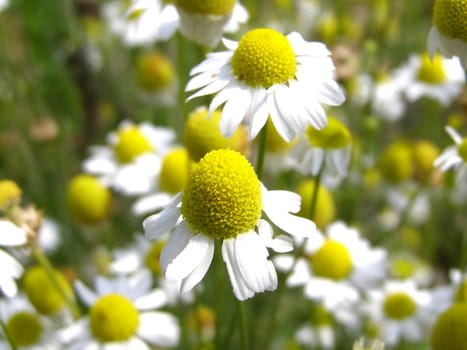 Chamomile flowers