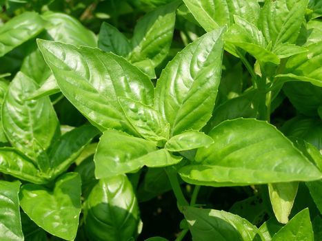 Basil