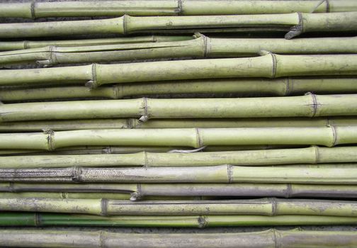 Bamboo cane tree leaf