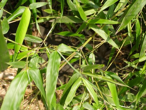 Bamboo cane tree leaf