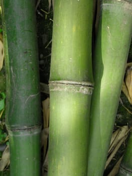 Bamboo cane tree leaf