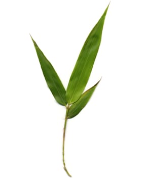 Bamboo tree leaf