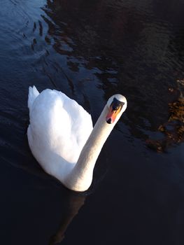 A mute swan on a lake on the island Usedom, Germany
