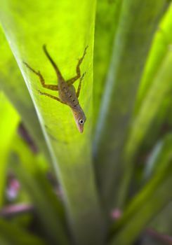 Small gecko sitting on the semi-transparent blade of grass