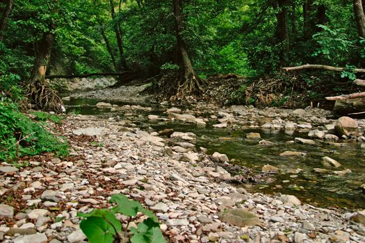 Stream flows among the dense forests