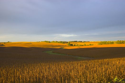 Soybean field  lit almost orange during sunset, with background of blue sky and some clouds.