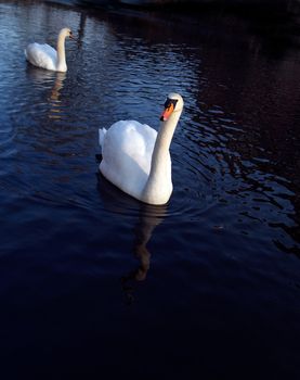 Mute swans on a lake on the island Usedom, Germany
