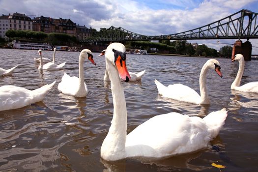 Swans on the river Main, Frankfurt, Germany