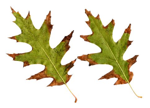 Oak leaves in Fall color against white background.