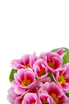 pink spring flowers  over white background