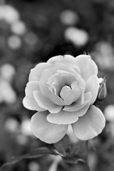 Beautiful white rose flower in the garden.