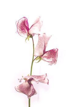 stem of sweetpea flowers over a white background