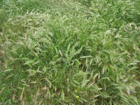Green grass meadow weed background