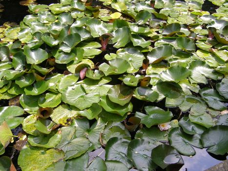 Water lily Nimphaea in a pond