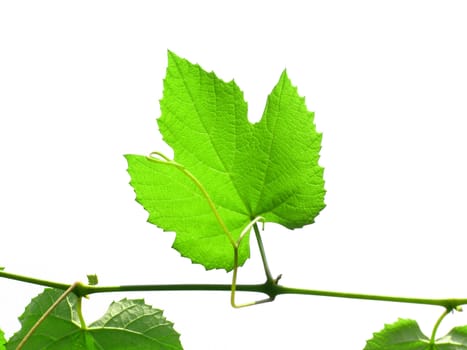Vine vitis grapevine